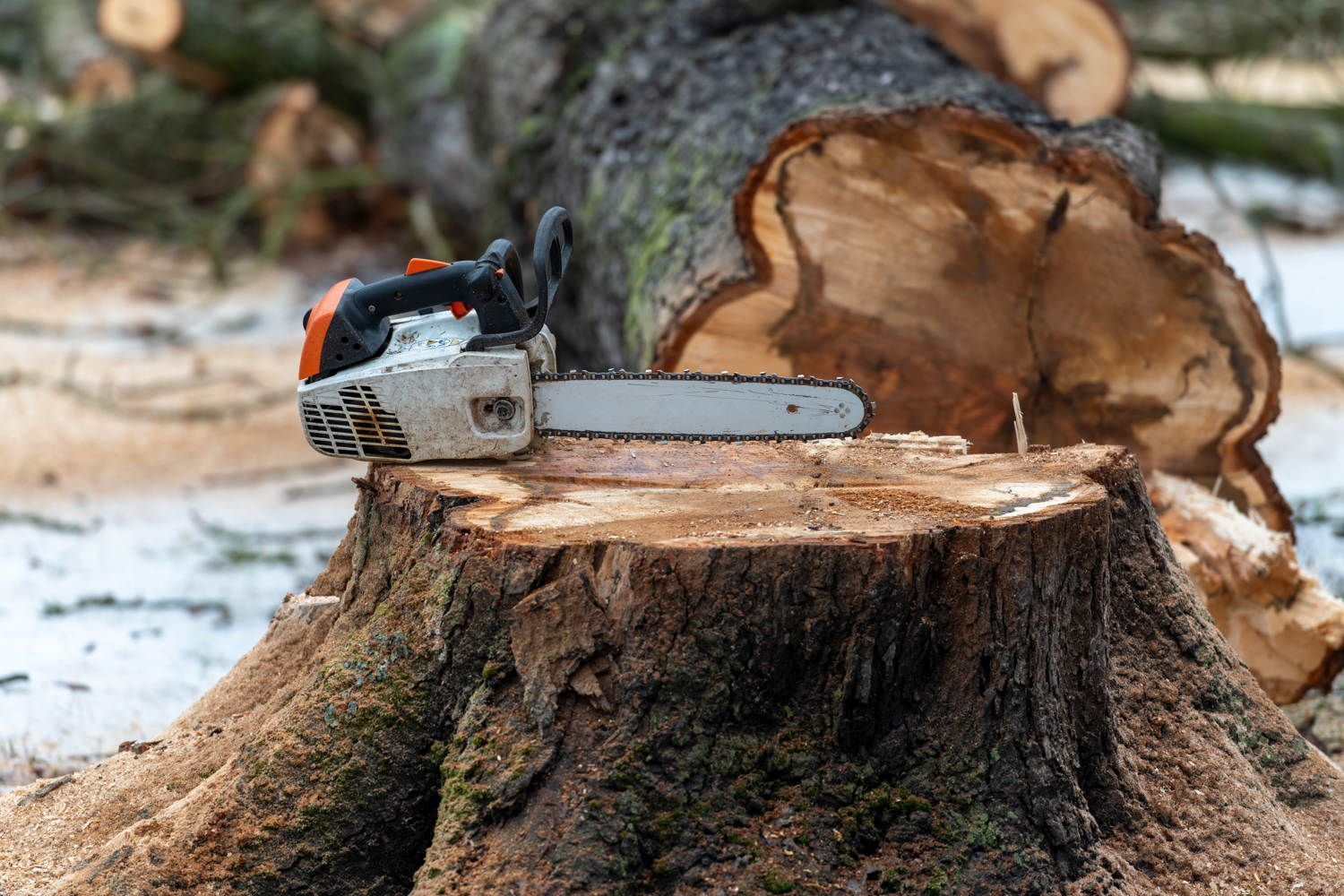 Baumfällung - Eine Kettensäge auf einem gefällten Baum