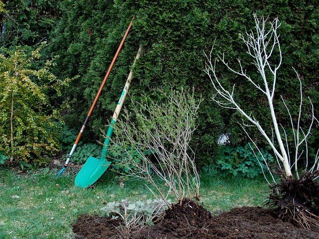 wurzelentfernung baum