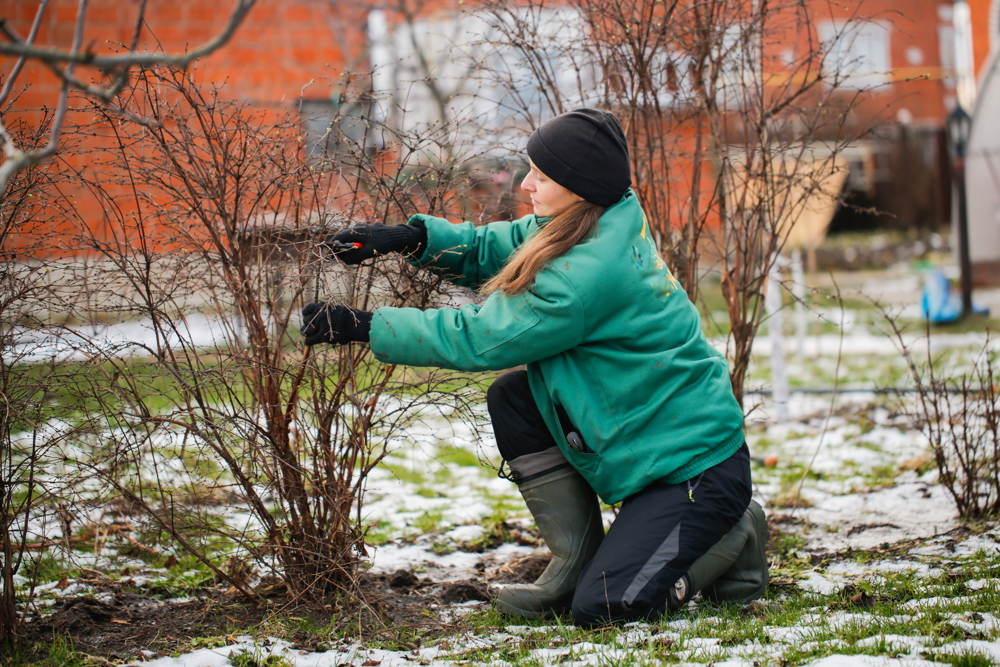 Gartenpflege im Winter - Sträucher beschneiden