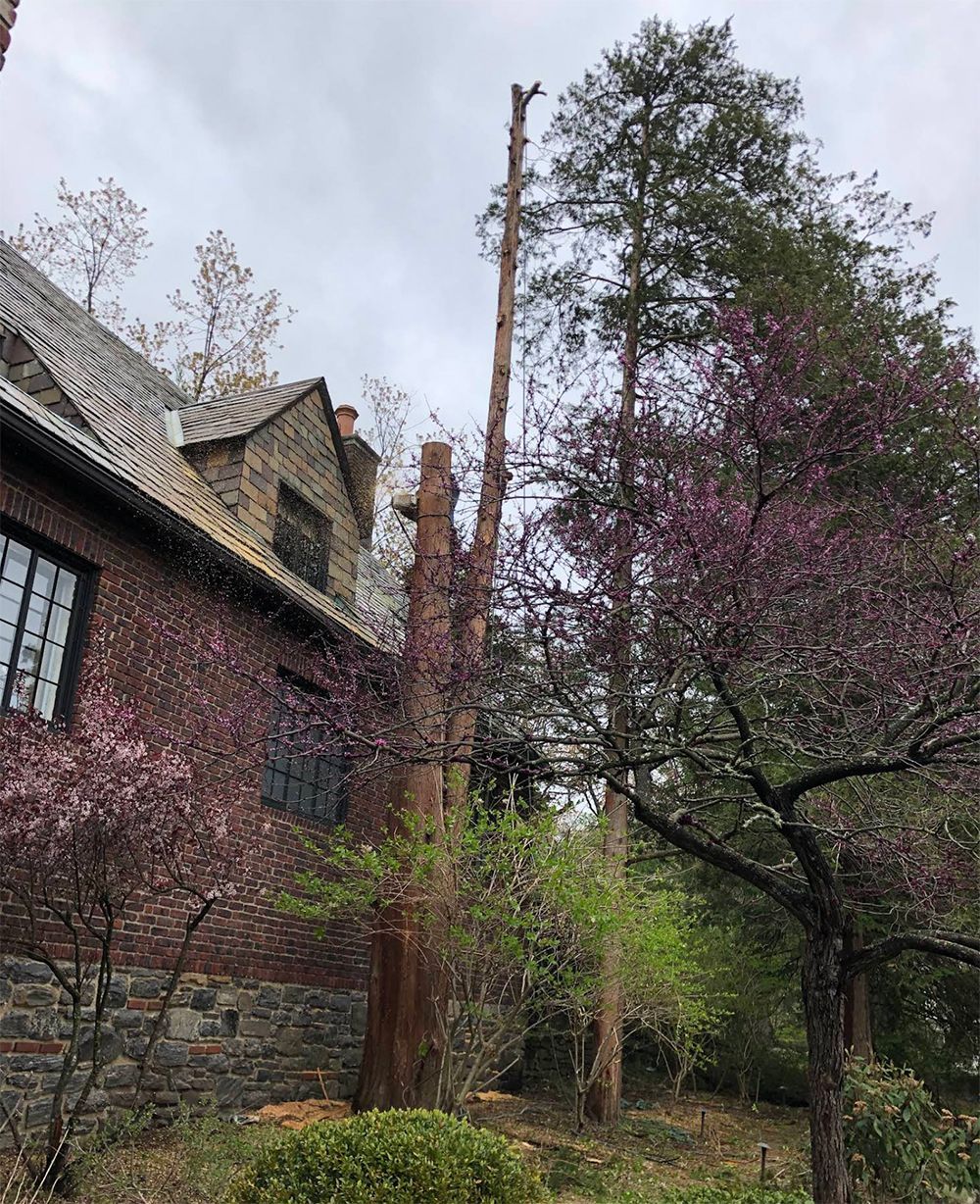 A tree is being cut down in front of a brick house.