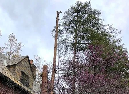 Partially cut tree next to house, sky overcast. Green and purple trees surrounding.