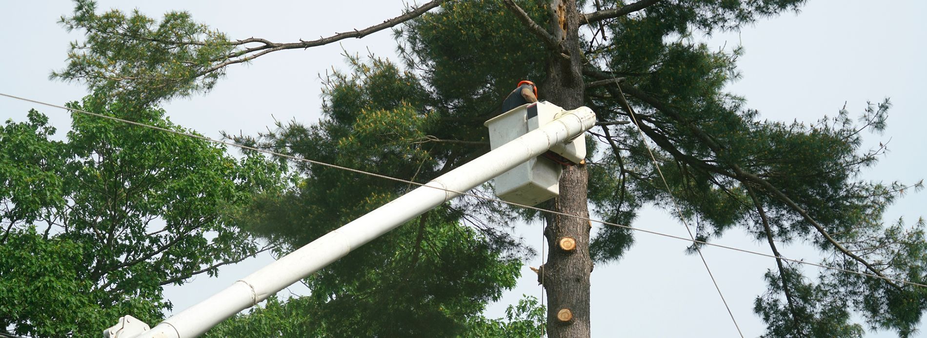 Utility worker in a white bucket lift trimming a tall tree against a cloudy sky