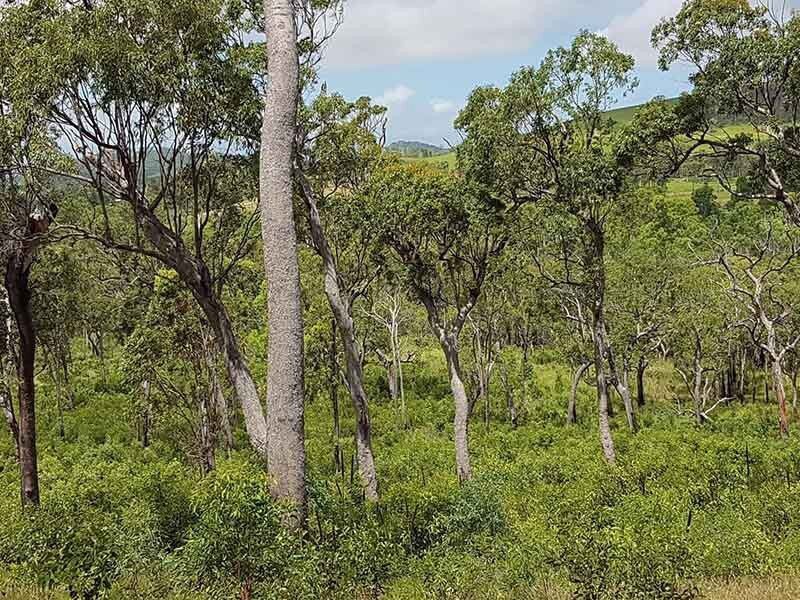 Serene Forest Landscape Featuring Lush Trees — Mike Barlow Earthmoving Pty Ltd in Rockhampton, QLD