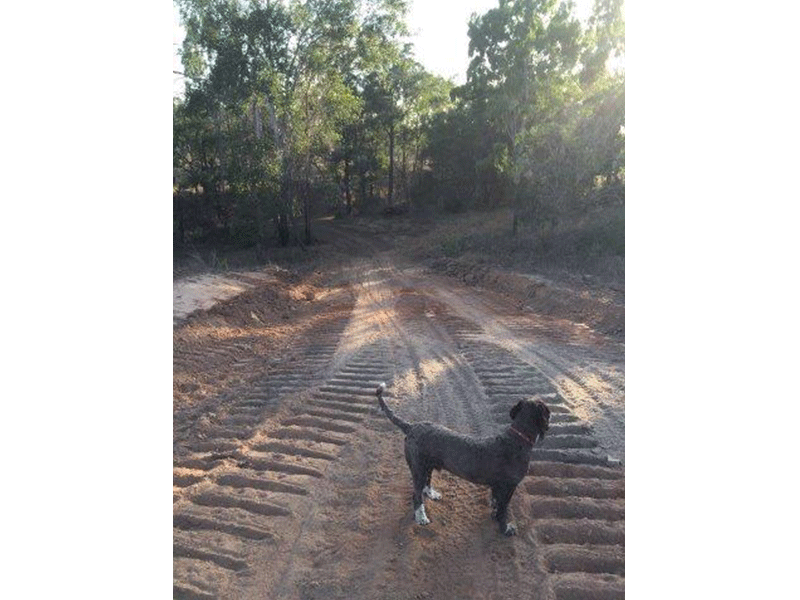 Dirt Road With Dog Standing On It — Mike Barlow Earthmoving Pty Ltd in Rockhampton, QLD
