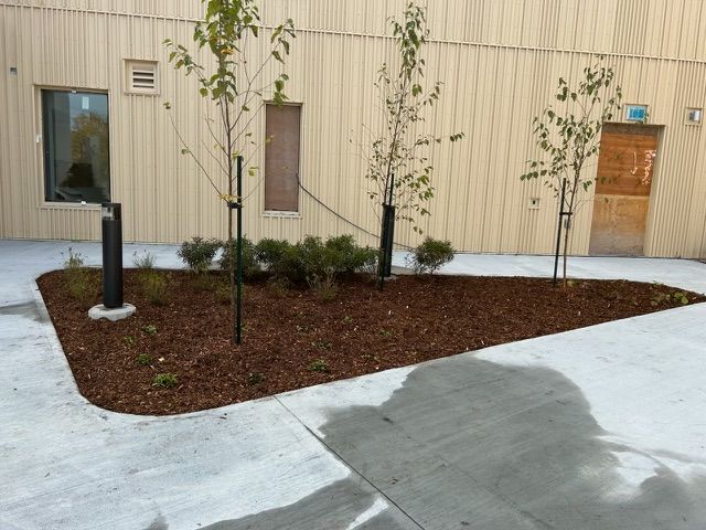 Cour paysagée avec de jeunes arbres, un parterre de paillis et un mur d'enceinte beige bordant une allée en béton