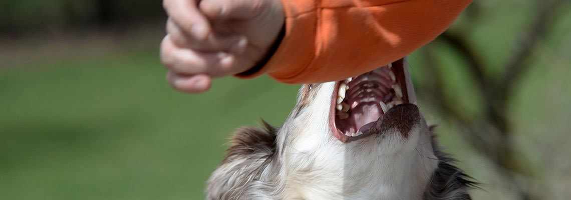 A person is feeding a dog a piece of meat. A person is feeding a dog a piece of meat.