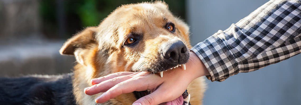 A person is petting a brown dog with their hand. A person is petting a brown dog with their hand.