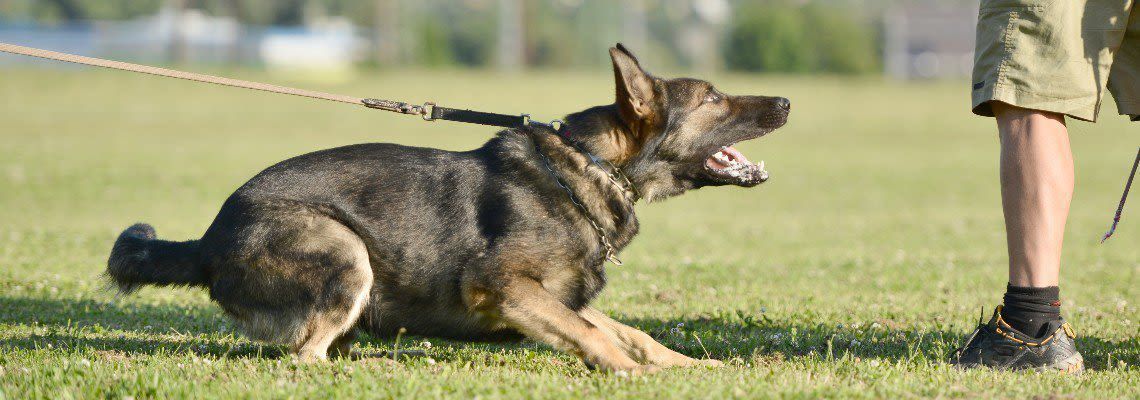 A man is standing next to a german shepherd on a leash. A man is standing next to a german shepherd on a leash.