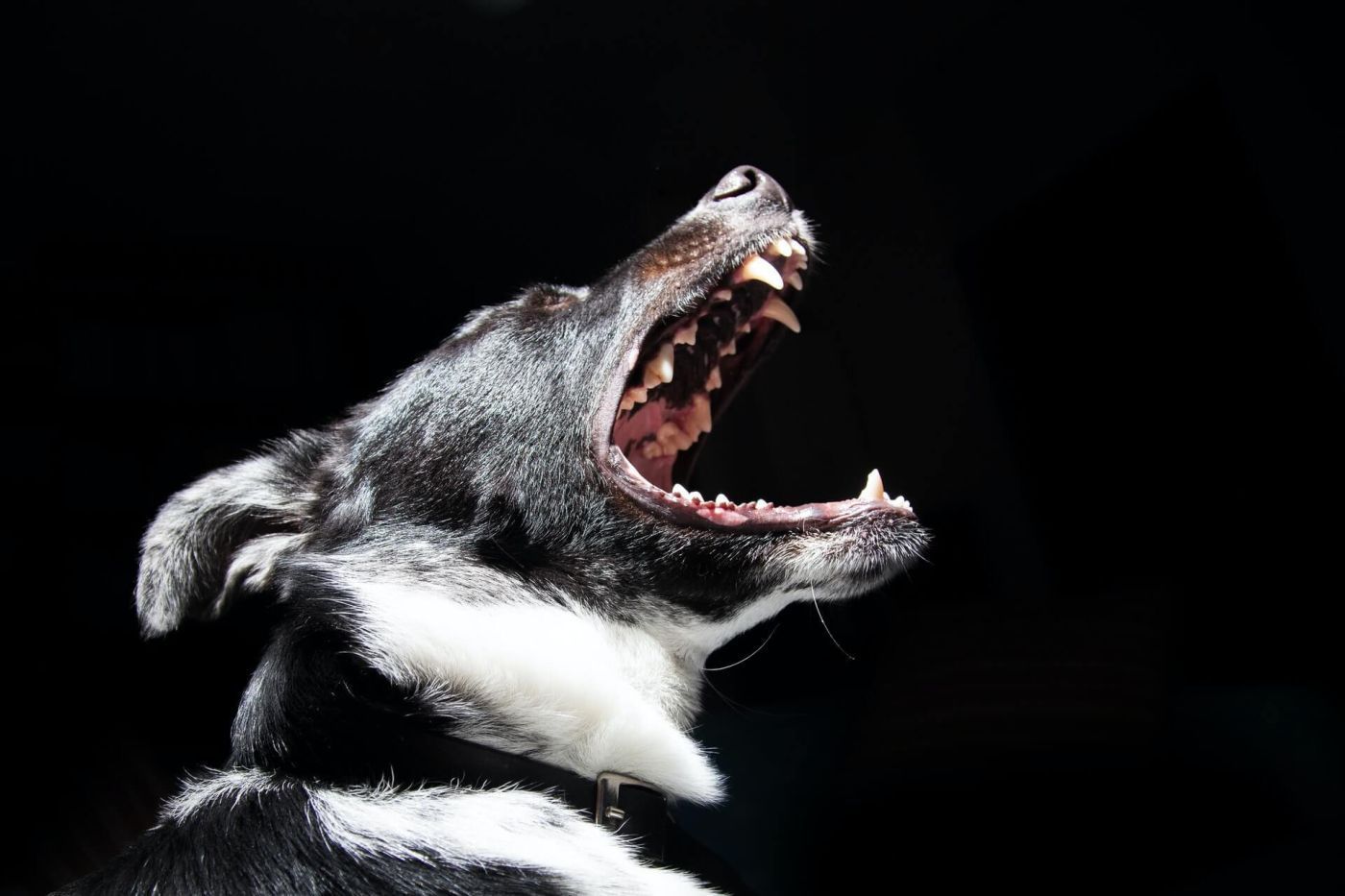 A black and white dog is yawning with its mouth open. A black and white dog is yawning with its mouth open.