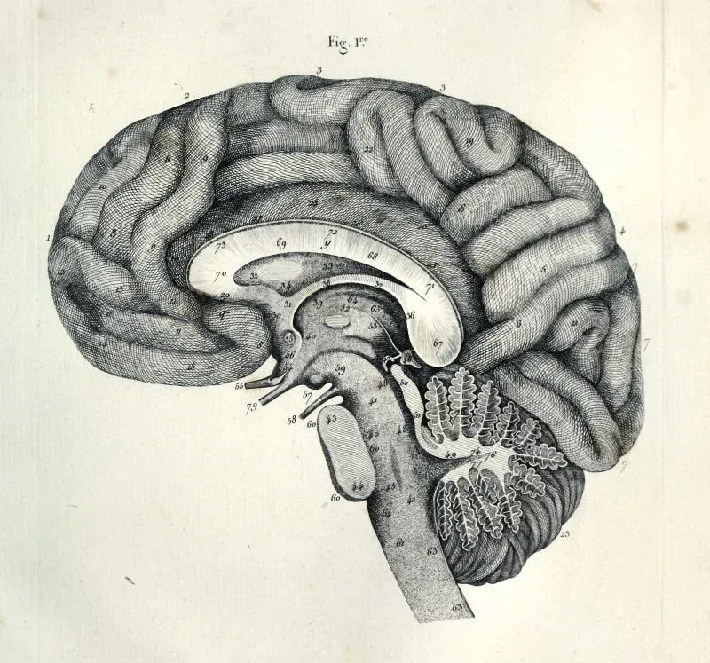 A graphic image of a brain which is depicted in black and white.