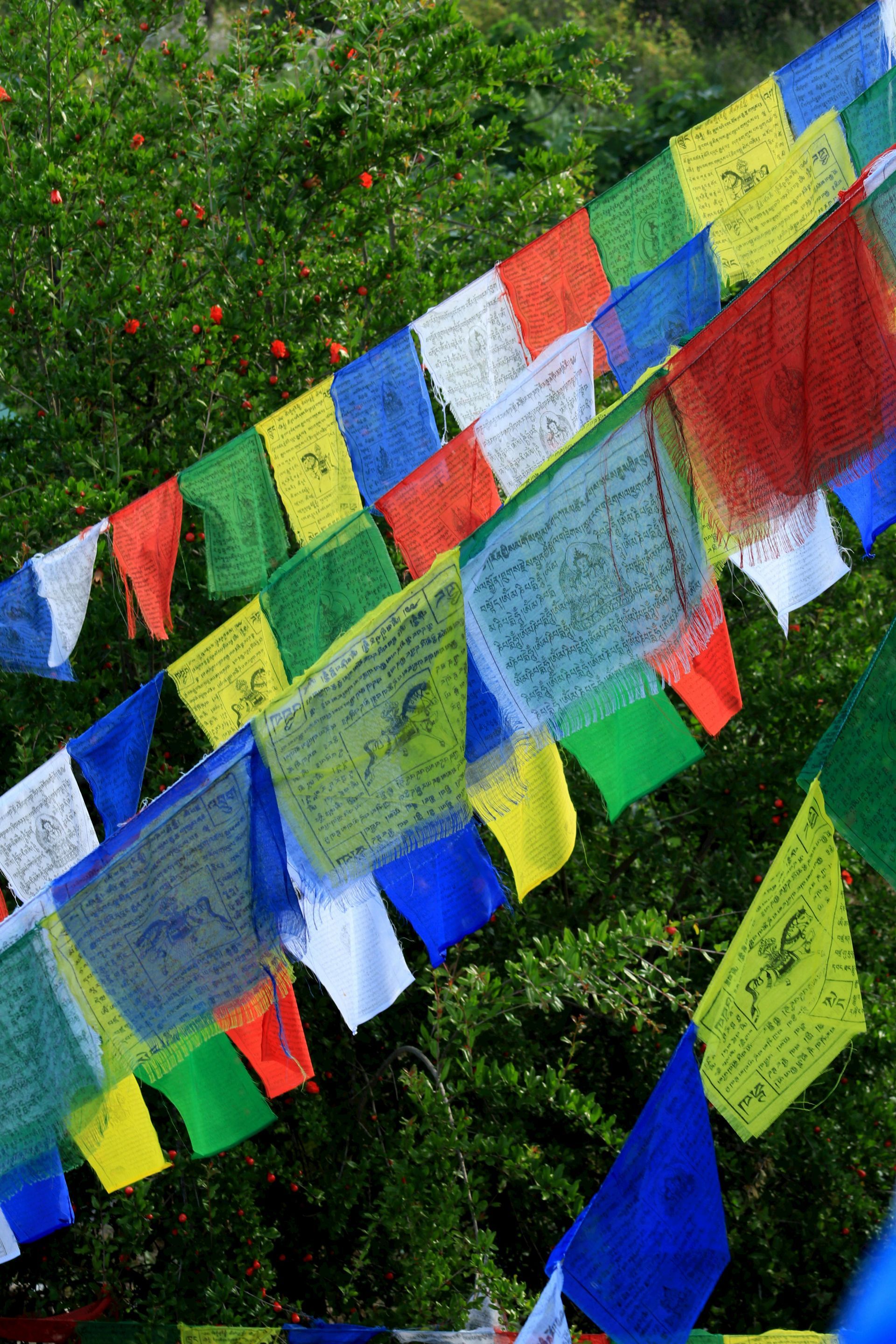 A picture of flags in the foreground with multiple different colours and then green
 bushes in the background.
