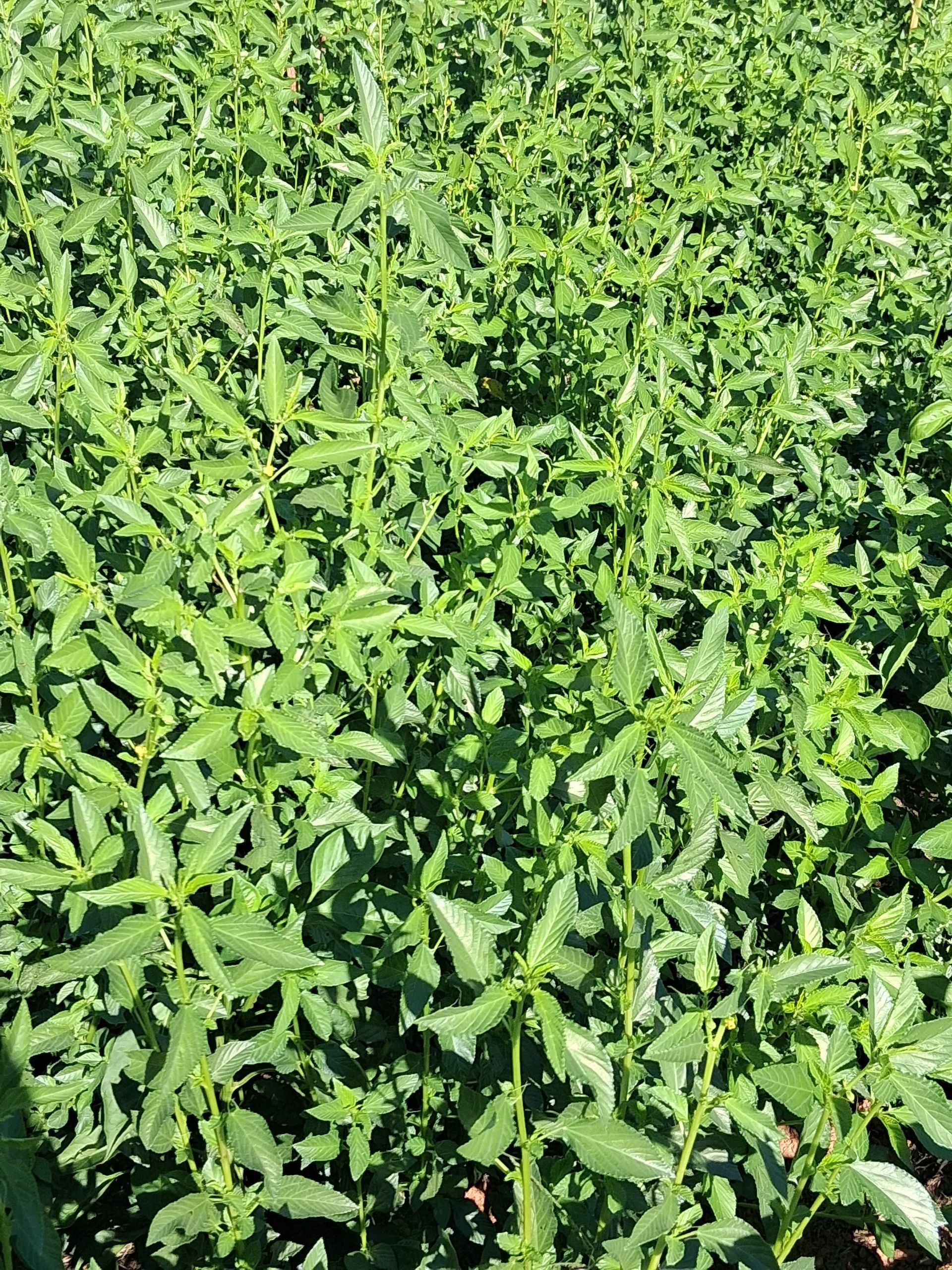 Fresh seasonal Ademe (Jute leave)