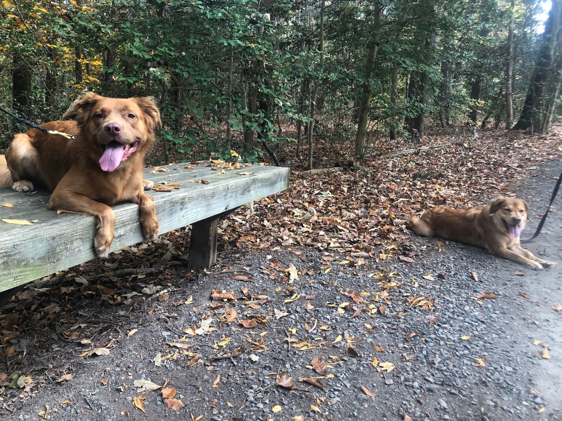 Two brown dogs relaxing in a wooded area, one on a concrete bench, both panting.
