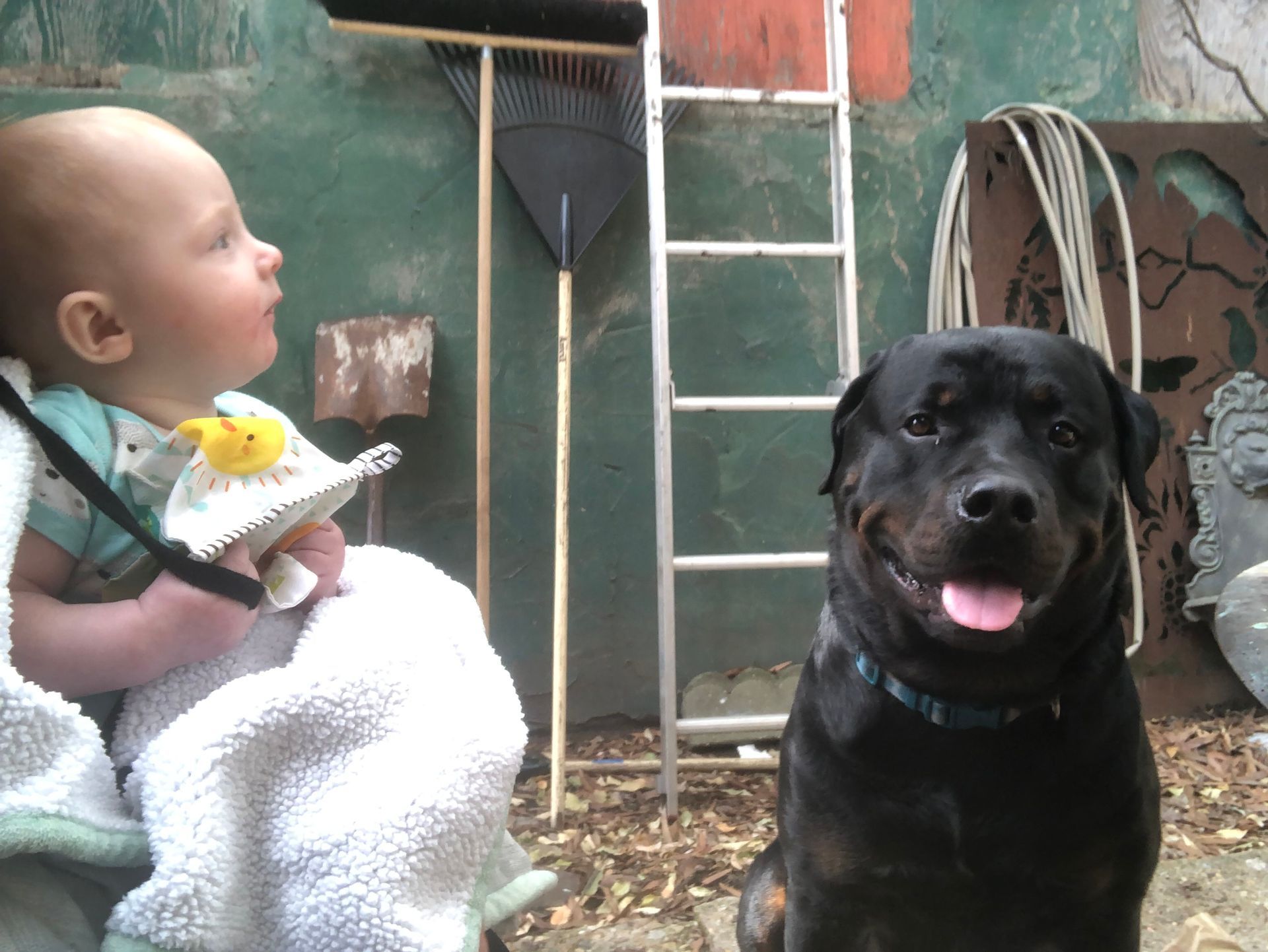 Baby and dog outside, looking at each other. Baby holds a toy. Dog smiles. Background includes tools, ladder, and wall.