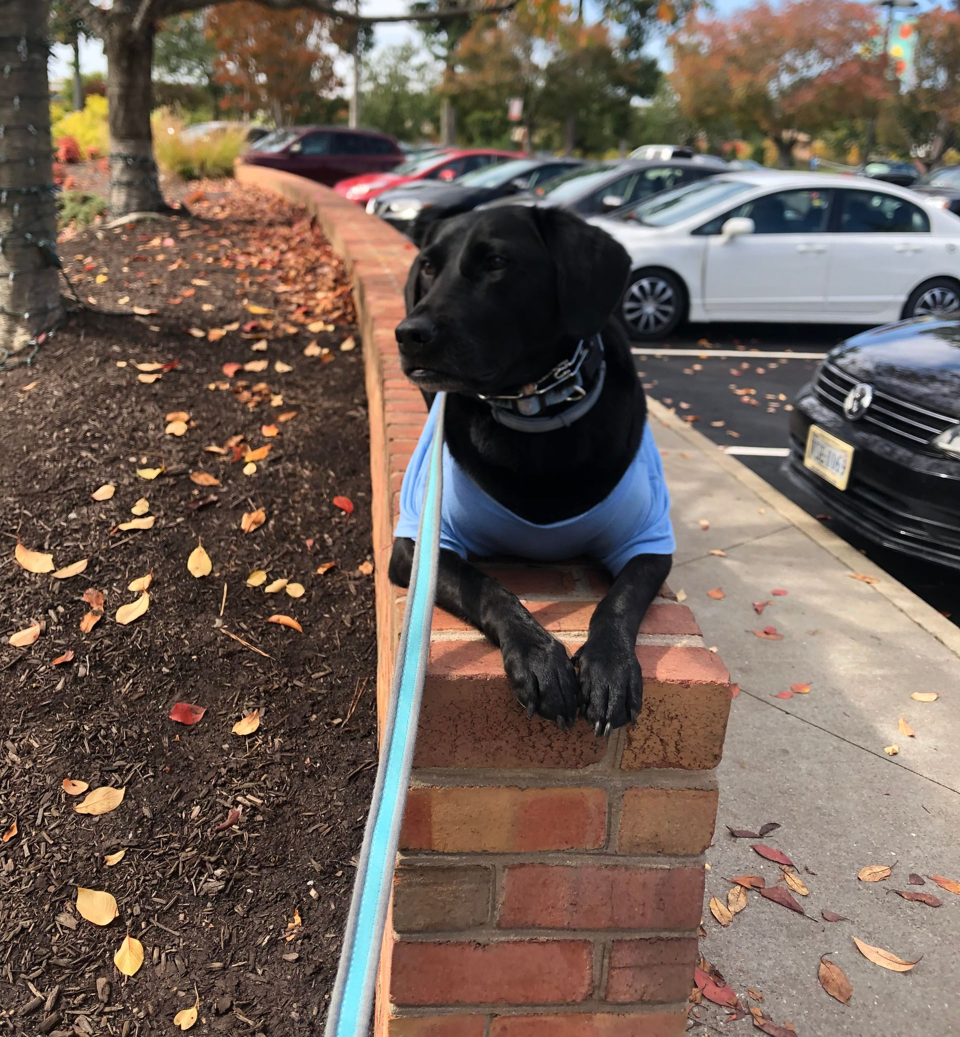 a black dog is laying on a brick wall in a parking lot .