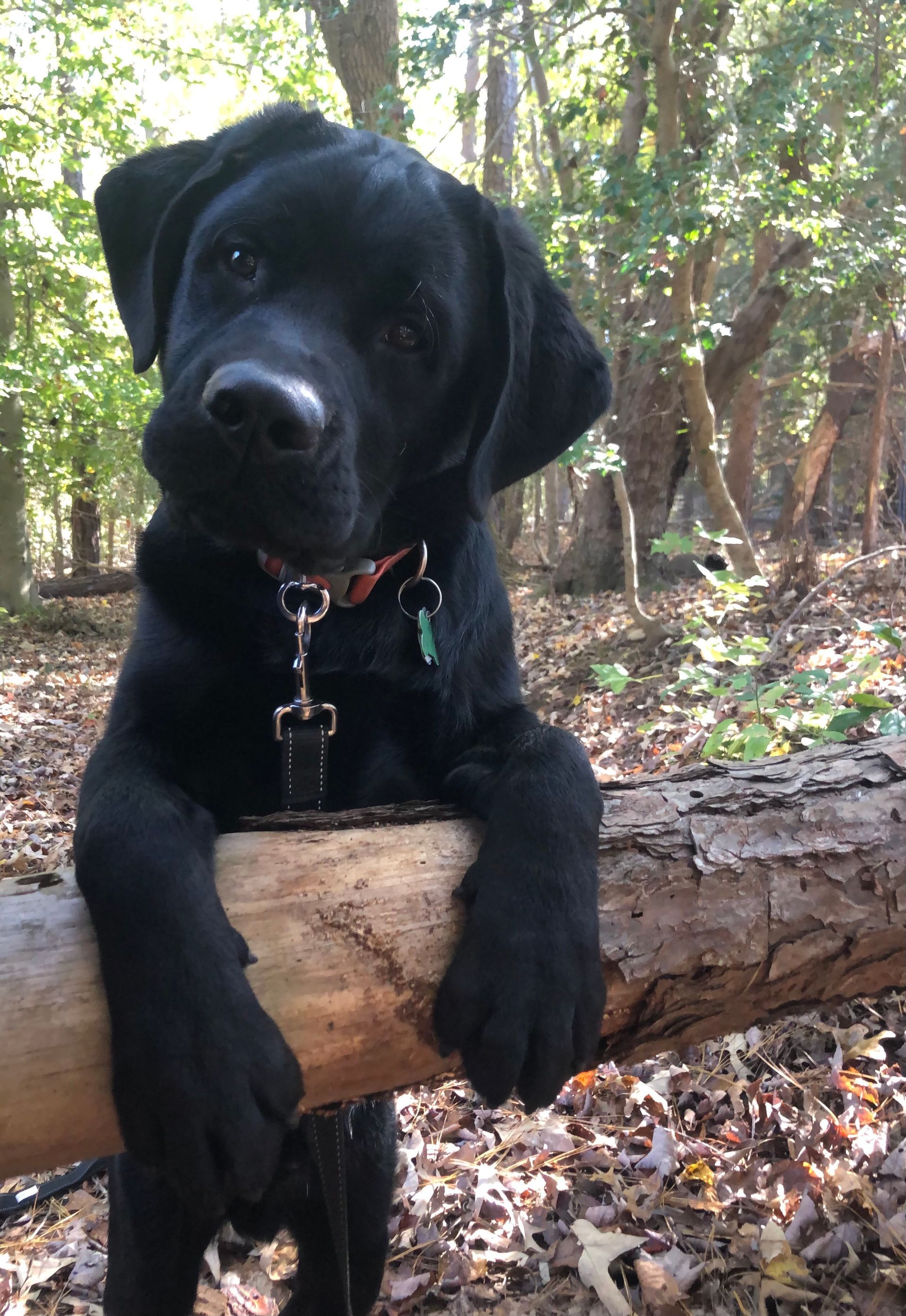 Black Labrador puppy leaning on a log in a forest, looking at the viewer.