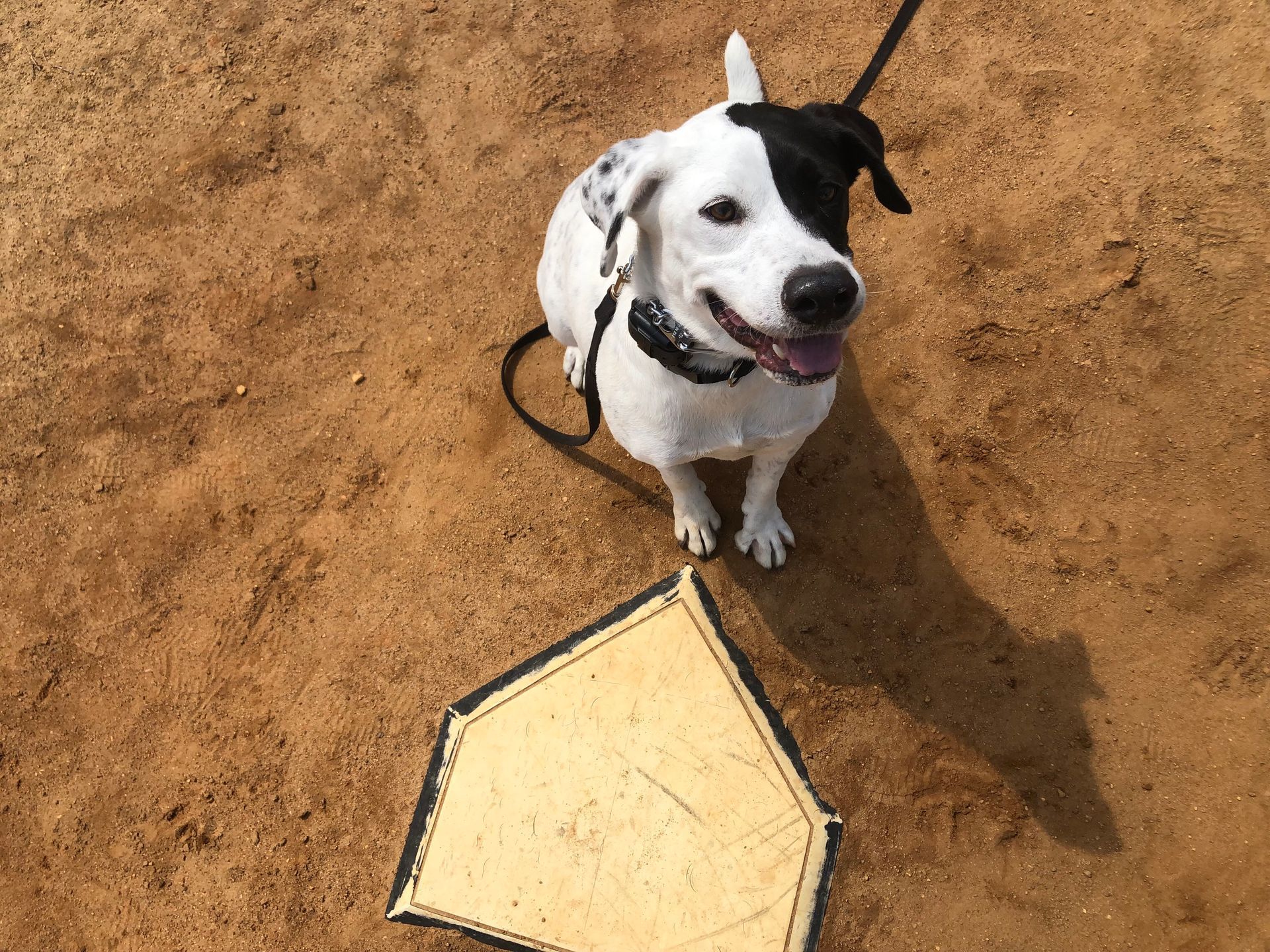 Dog with black and white markings sits near a baseball home plate.
