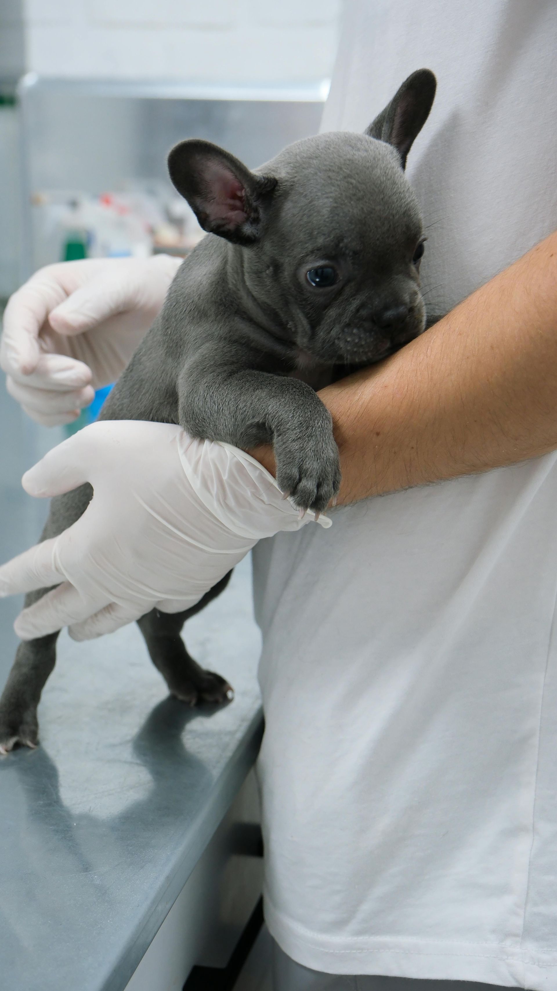 better IT for veterinarians