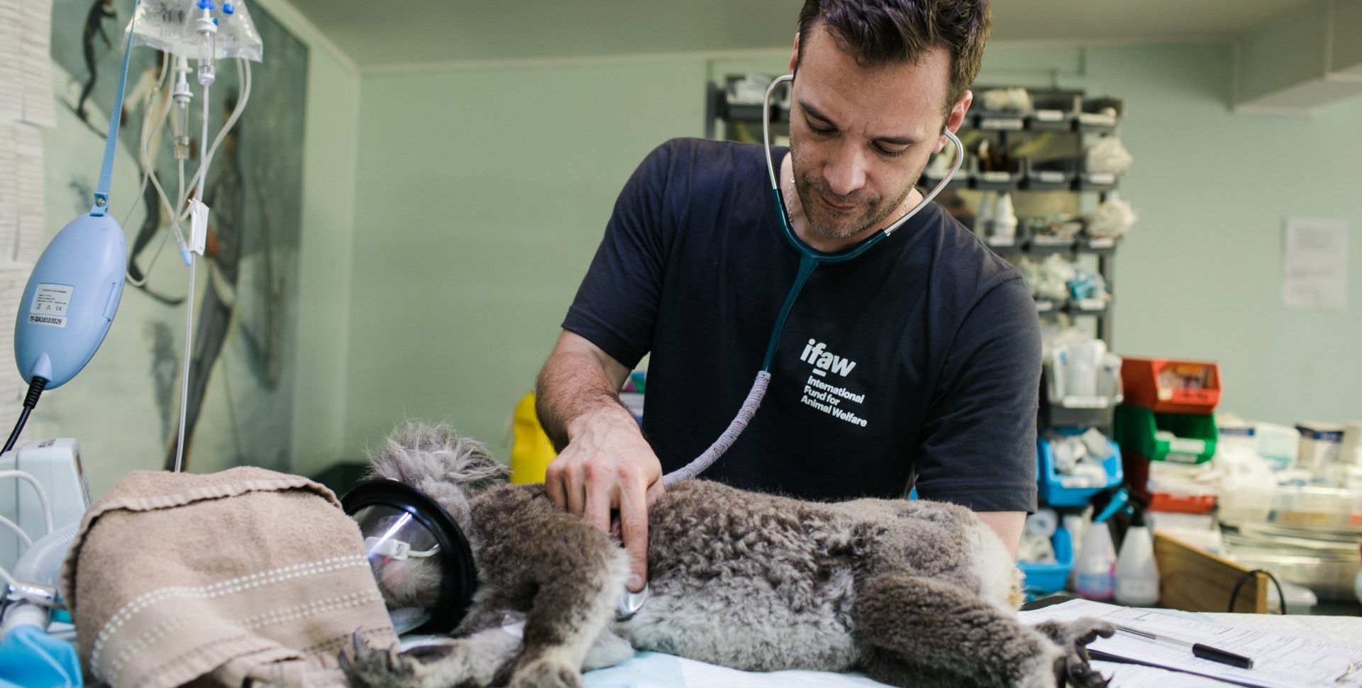 IT for veterinarians