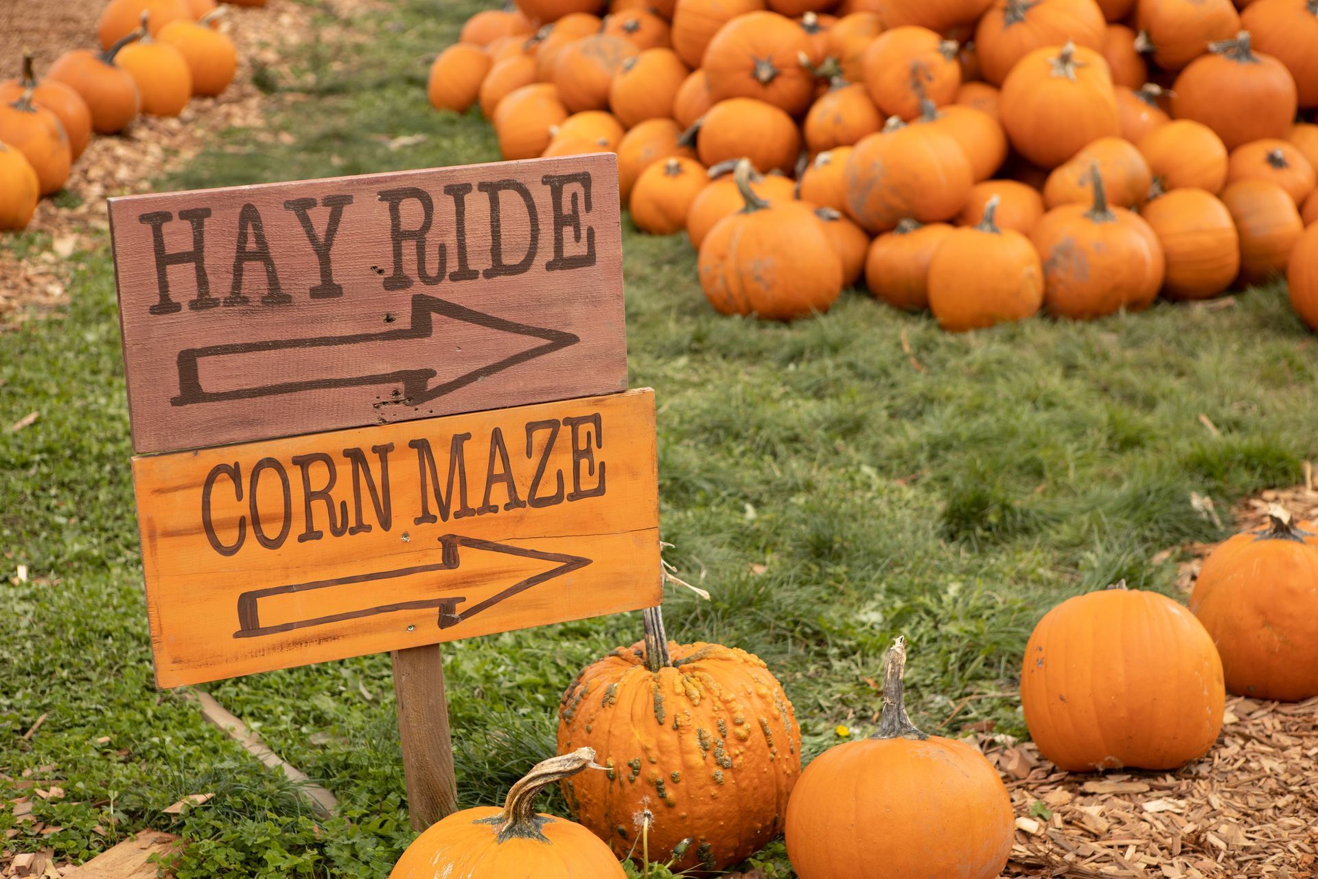 Sign directs to a hay ride and corn maze, set in a pumpkin patch.