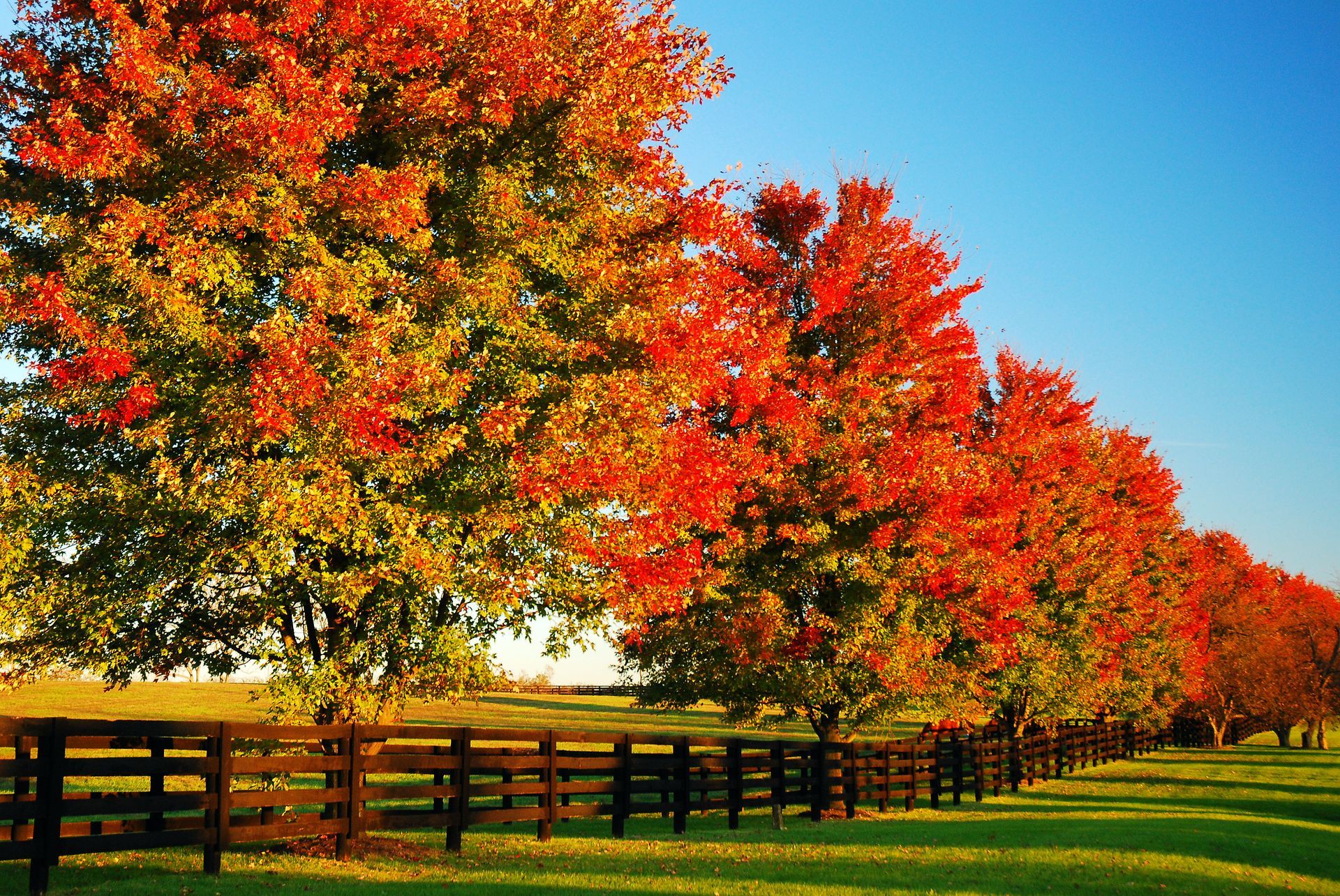 Row of trees with bright red and orange leaves in autumn along a wooden fence and green field.