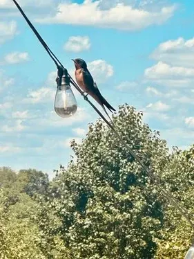 A bird perched on a power line next to a light bulb