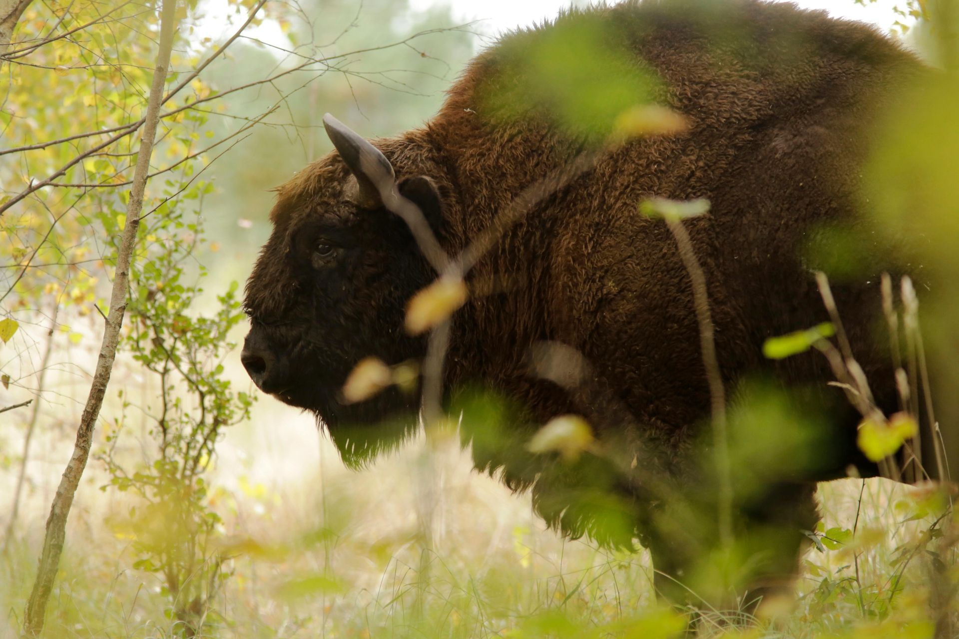 A bison is standing in the grass in the woods.