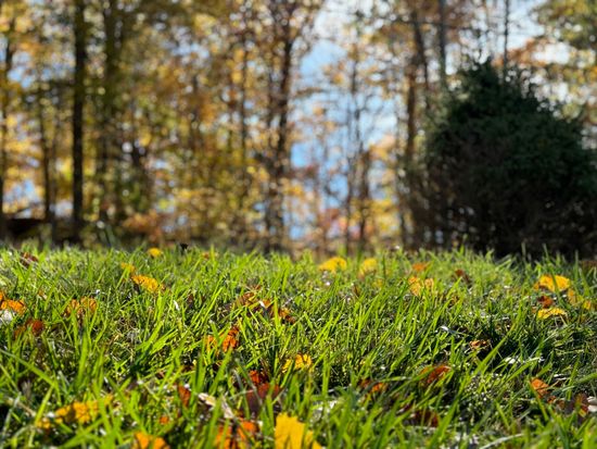 a close up of a lush green field of grass with trees in the background .