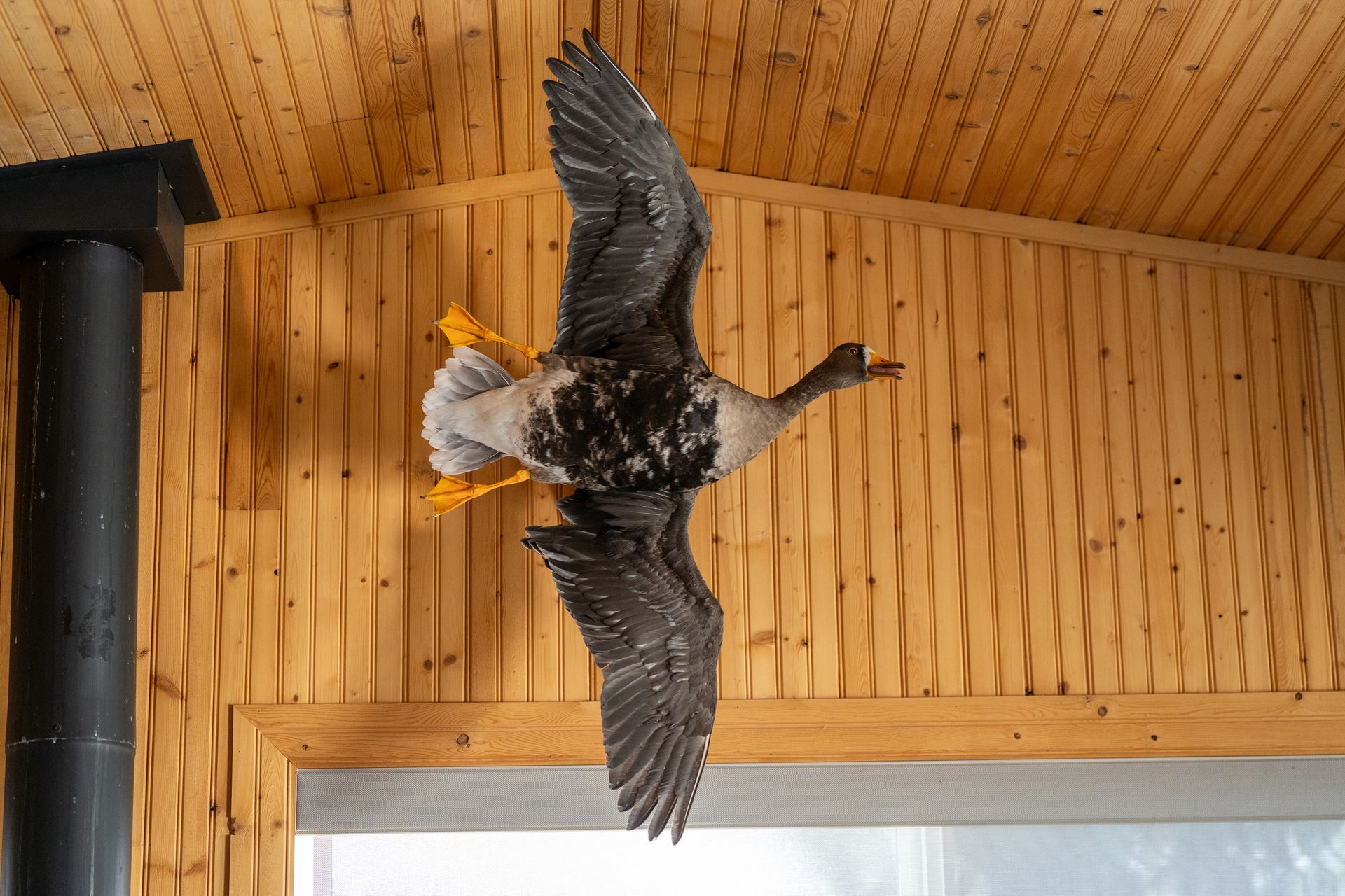 A stuffed duck is hanging from the ceiling of a wooden building.