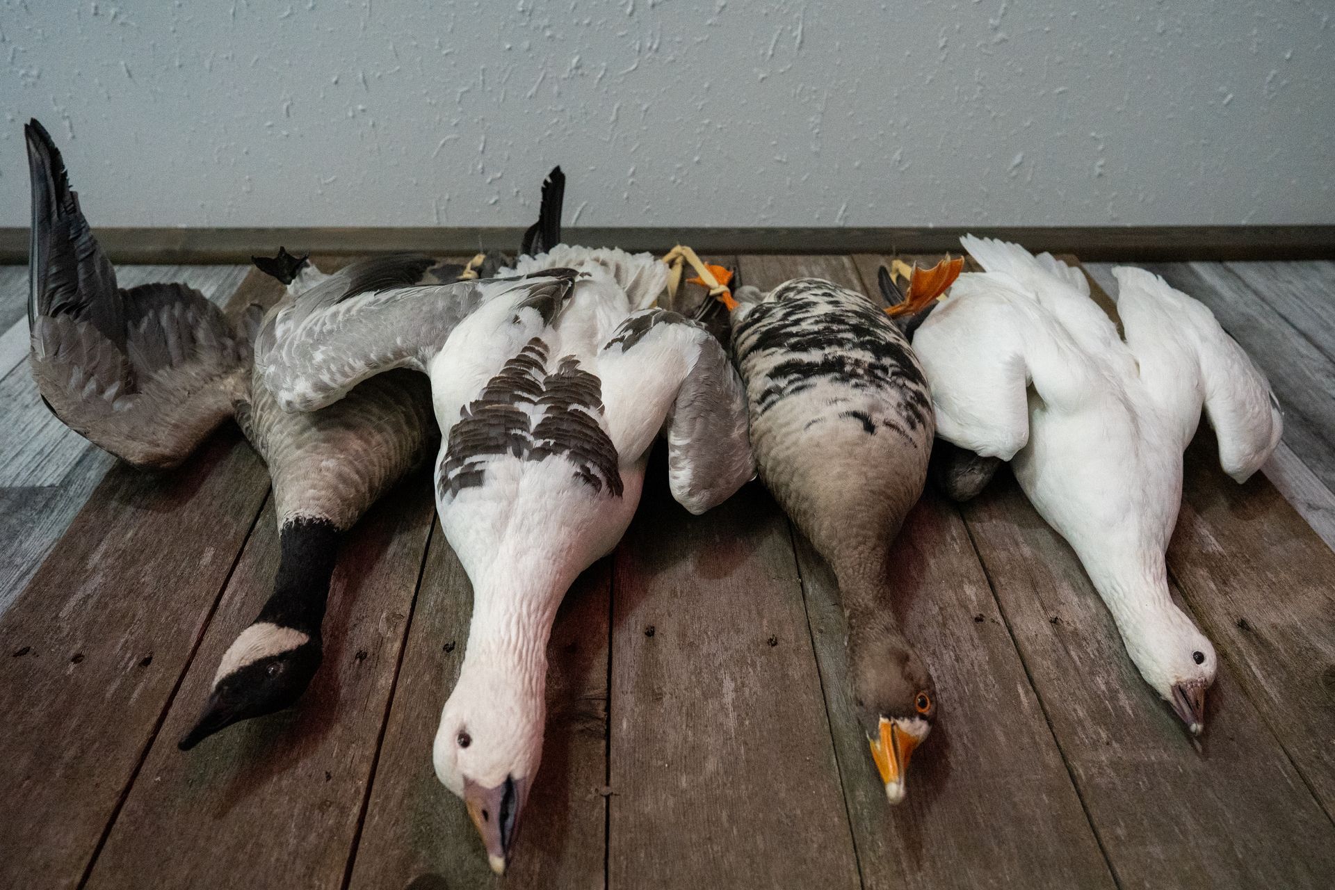 A row of stuffed geese are laying on a wooden floor.