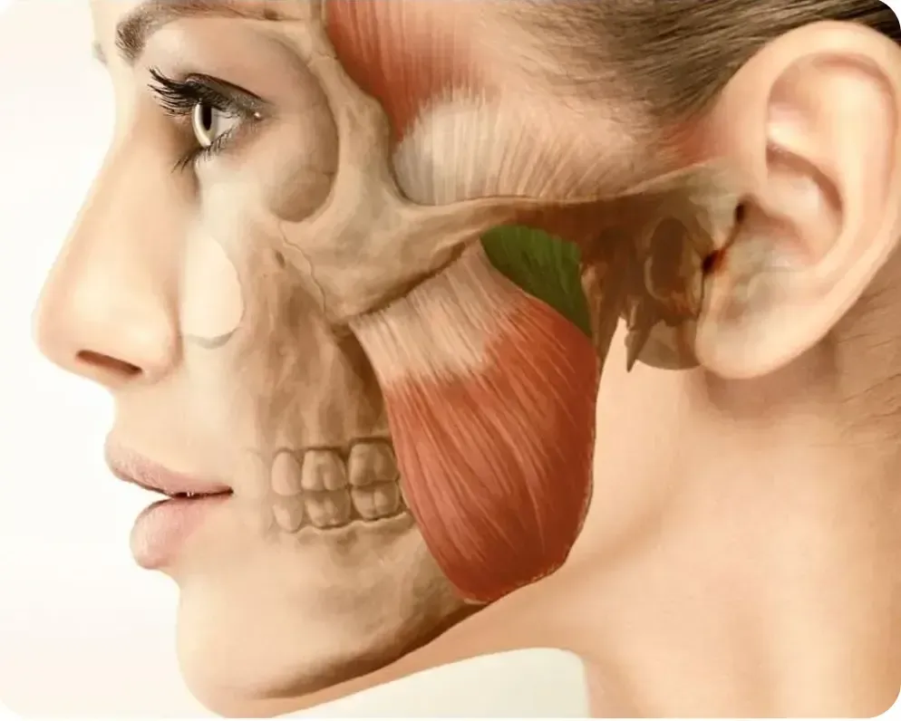 An anatomical drawing showing the jaw and masseter.