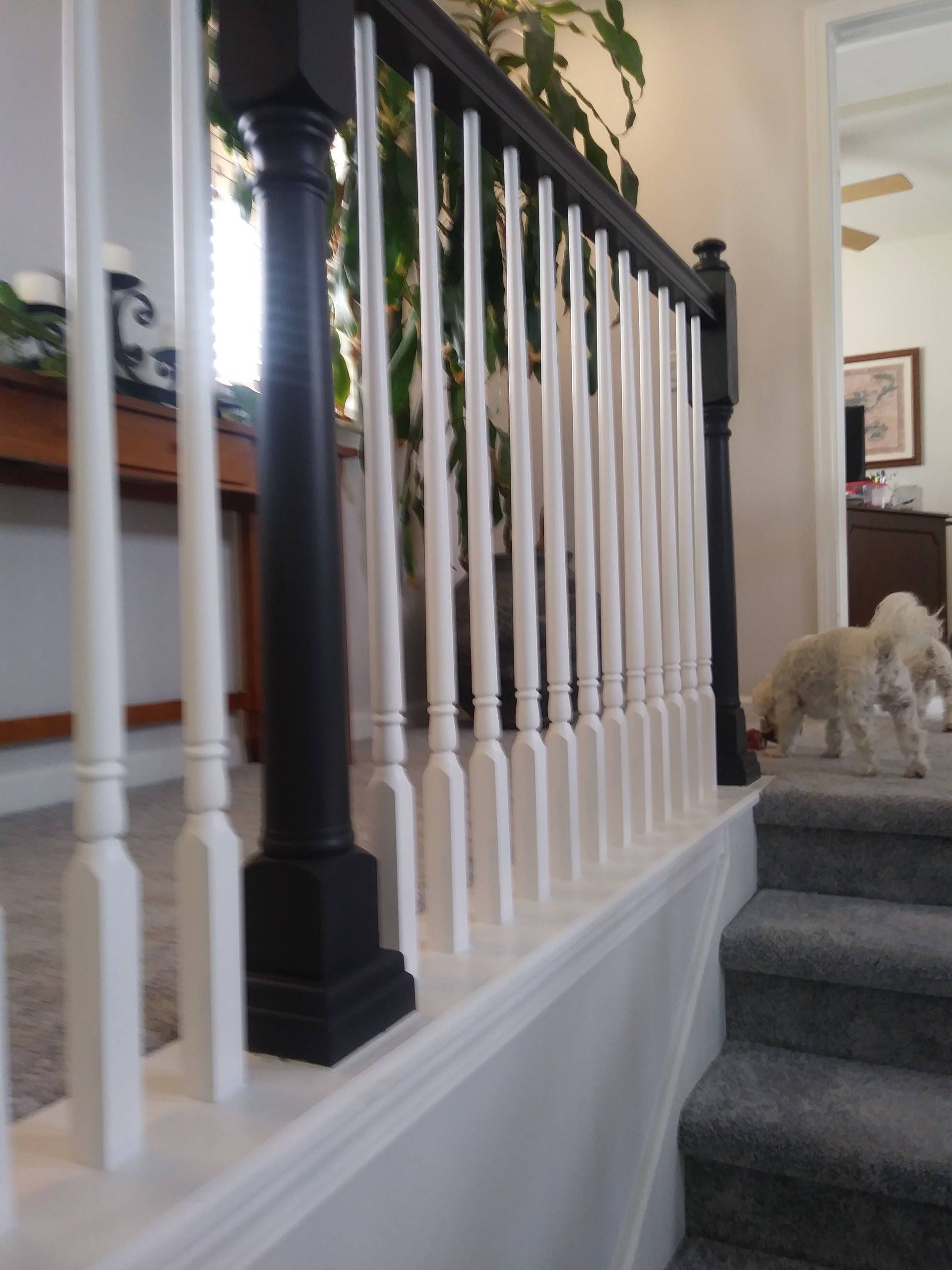 Dog standing on a staircase in a home, beside white banisters and a black newel post