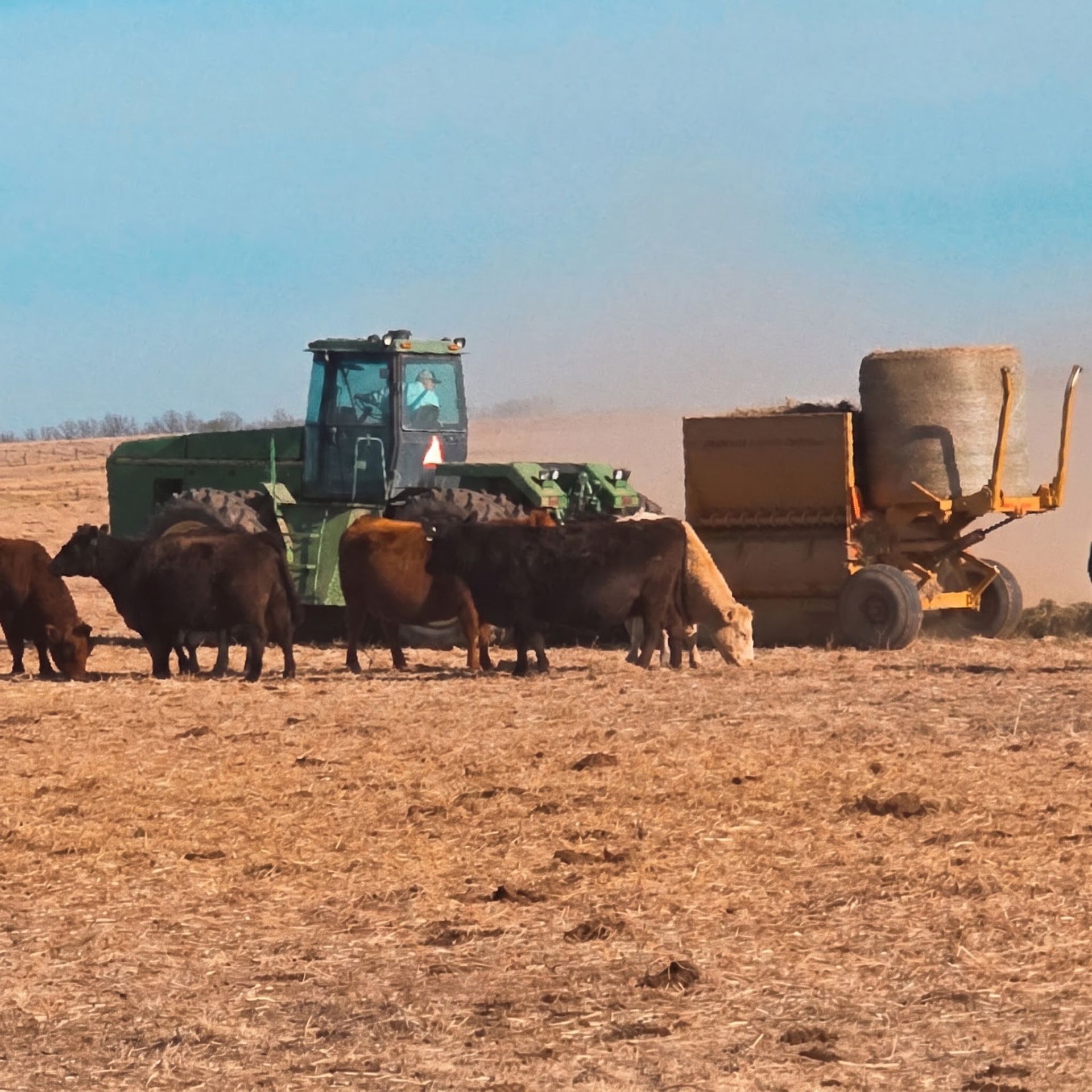 Cattle gathered around a green tractor and feed wagon in a dry farm field