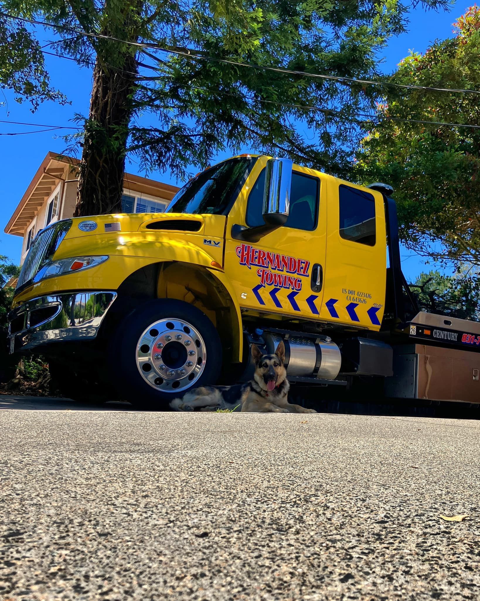 Yellow tow truck with a dog in front.  Tree, building, and pavement in view.