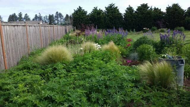 Lush garden border with green shrubs, purple flowers, and a wooden fence along the left side