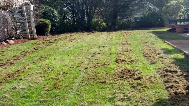 Sunlit grassy yard with patchy soil, stone wall on the left, and a paved path on the right.