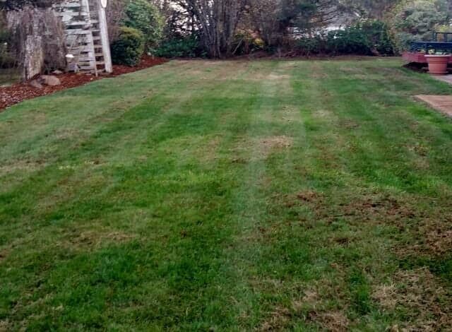 Grassy backyard lawn bordered by trees and a stone house, with a patio on the right.