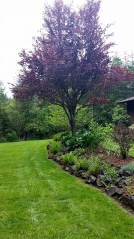 Lush garden with a purple-leafed tree, green lawn, shrubs, and a stone-edged flower bed