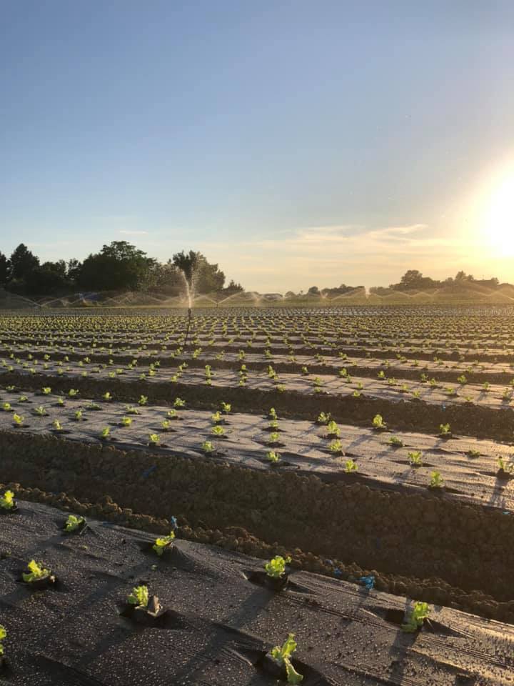 Terreno di coltivazione