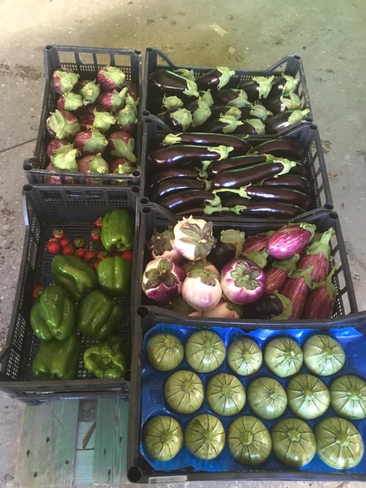 Verdure di vario tipo