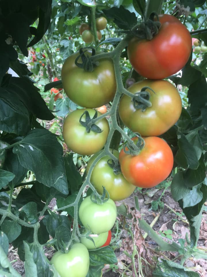 Coltivazione di pomodori