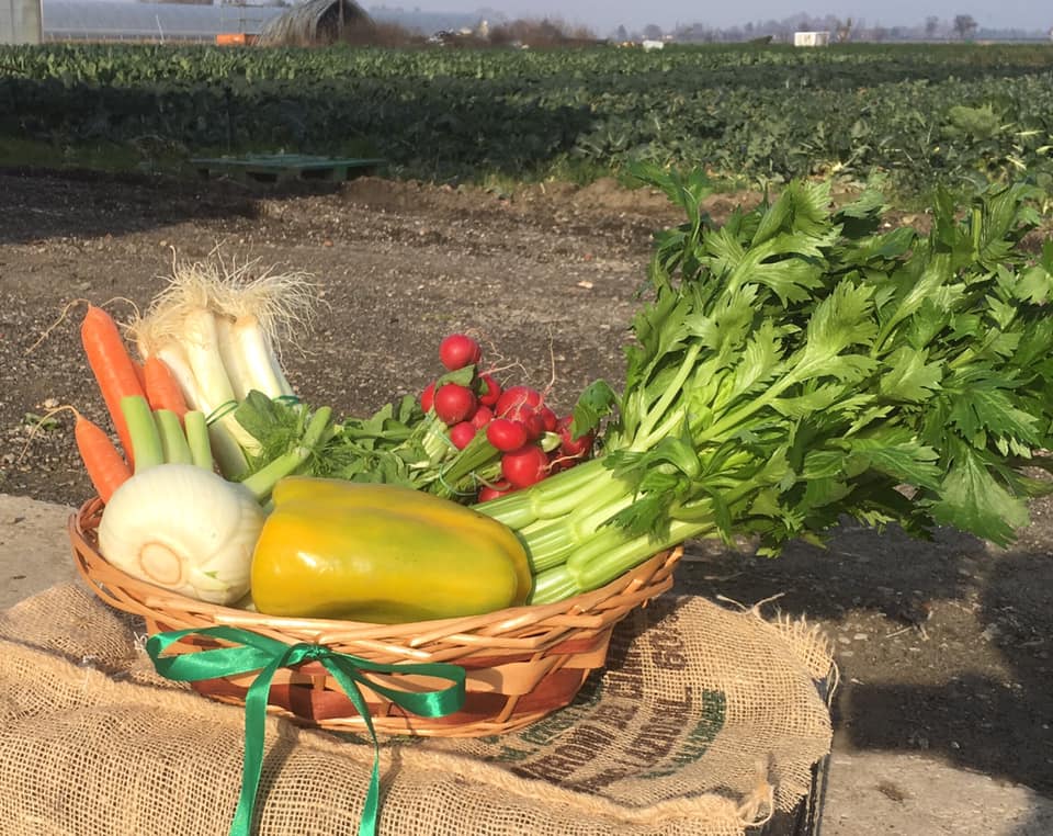 Raccolto di verdure fresche