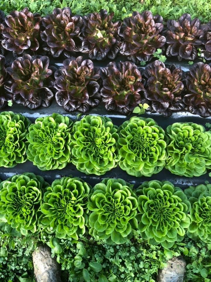 Insalata fresca