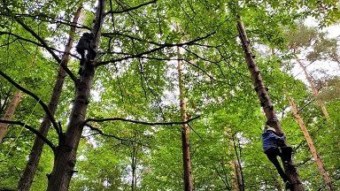 Tree climbing