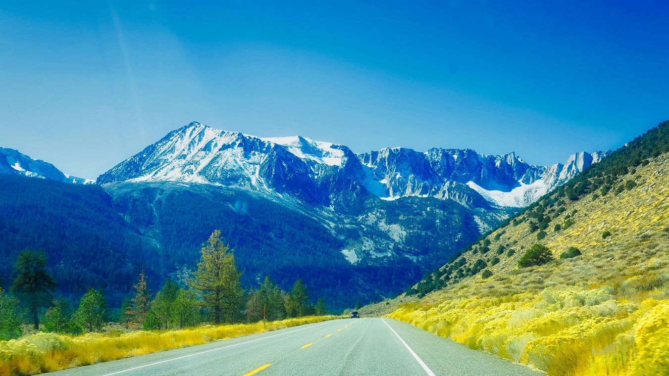 Road leading to snow-capped mountains under a bright blue sky. Yellow wildflowers on the right.
