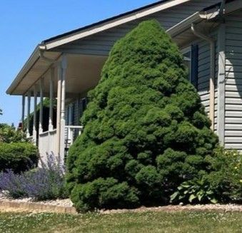 Large conical evergreen shrub beside a house with a porch and blue siding