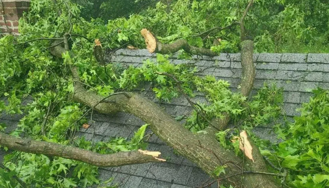 A tree branch is laying on top of a roof.