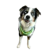 A dog wearing a green bandana is standing on a white background.
