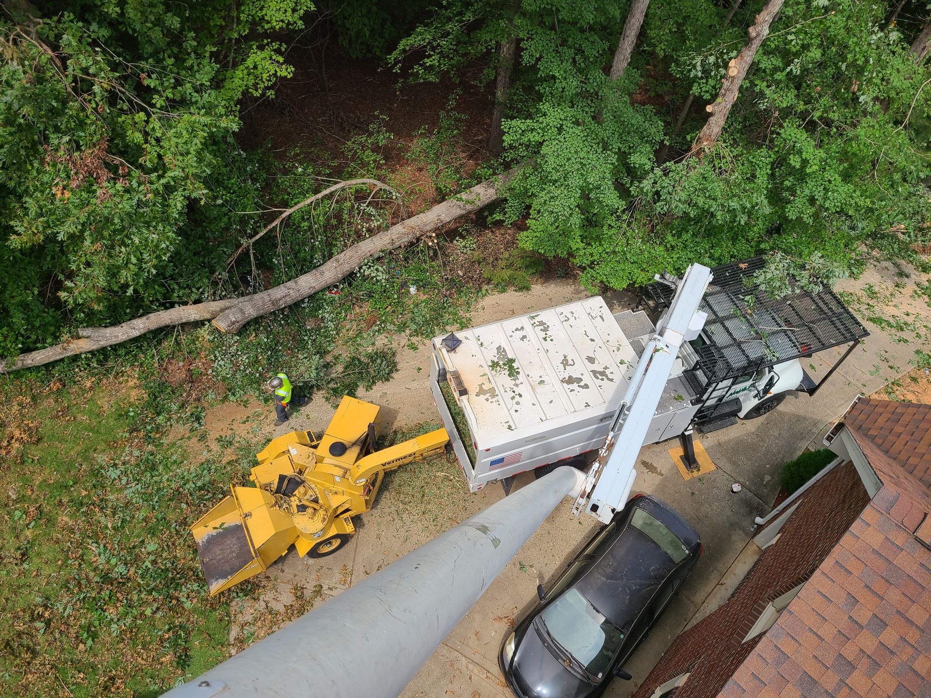 Best Tree Removal Foley Alabama