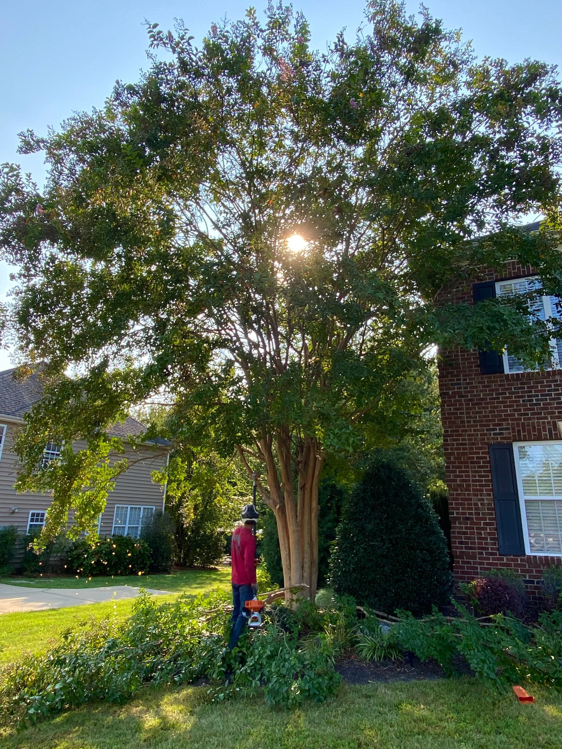 Tree Removal Foley Alabama Near Me